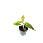 Aglaonema "king of siam/aurorra/siam aurorra/red lipstick" - S