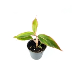 Aglaonema "king of siam/aurorra/siam aurorra/red lipstick" - S