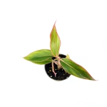 Aglaonema "king of siam/aurorra/siam aurorra/red lipstick" - S