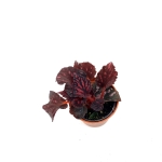 Begonia Pink Pop - S