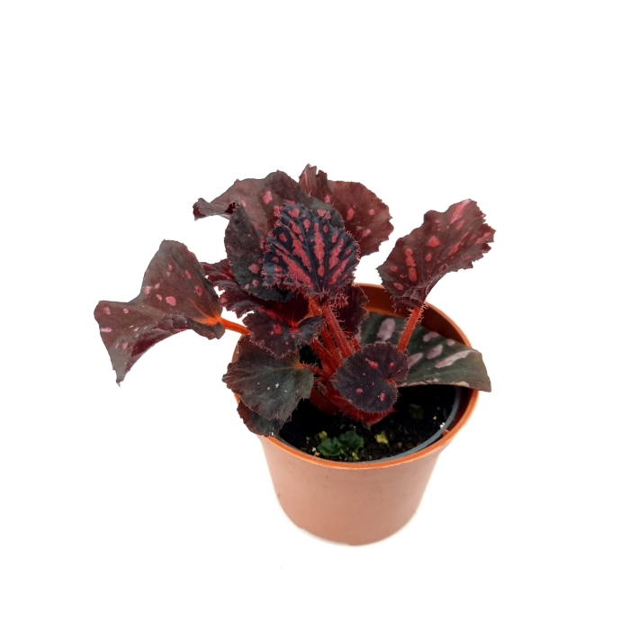 Begonia Pink Pop - S