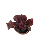 Begonia Pink Pop - S