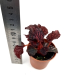 Begonia Pink Pop - S