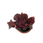 Begonia Pink Pop - S