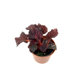 Begonia Pink Pop - S