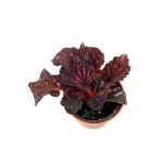 Begonia Pink Pop - S