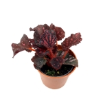 Begonia Pink Pop - S