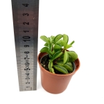 Peperomia Fire Sparks - S
