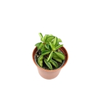 Peperomia Fire Sparks - S