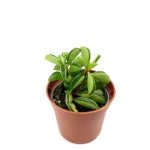 Peperomia Fire Sparks - S