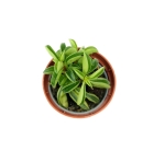 Peperomia Fire Sparks - S