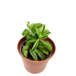 Peperomia Fire Sparks - S