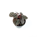 Peperomia caperata 'Brasilia - S