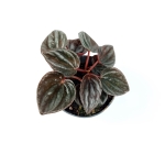 Peperomia caperata 'Brasilia - S