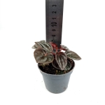 Peperomia caperata 'Brasilia - S