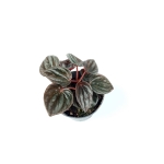 Peperomia caperata 'Brasilia - S