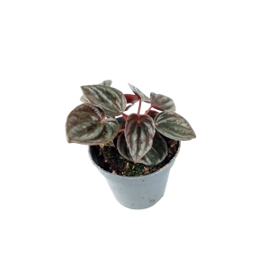 Peperomia caperata 'Brasilia'