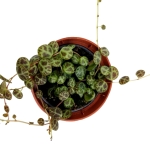 Peperomia prostrata - S