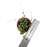 Peperomia prostrata - S