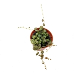 Peperomia prostrata - S