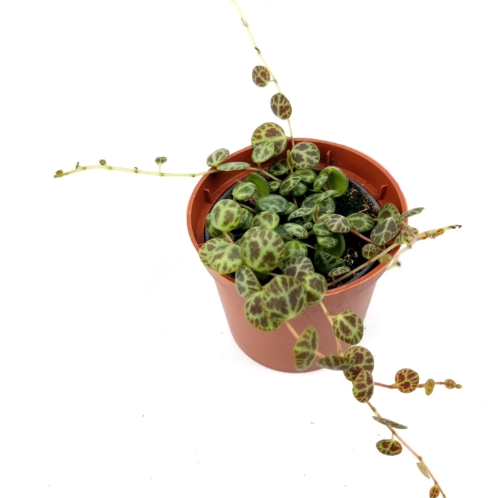 Peperomia prostrata - S