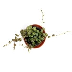 Peperomia prostrata - S