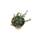 Pilea glauca 'Greyzy’ - S