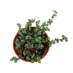 Pilea glauca 'Greyzy’ - S