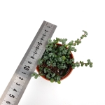 Pilea glauca 'Greyzy’ - S