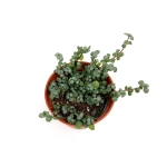 Pilea glauca 'Greyzy’ - S