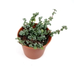 Pilea glauca 'Greyzy’ - S