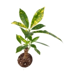 Codiaeum var. aucubaefolia - S