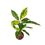 Codiaeum var. aucubaefolia - S