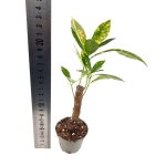 Codiaeum var. aucubaefolia - S