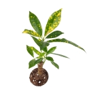 Codiaeum var. aucubaefolia - S