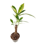 Codiaeum var. aucubaefolia - S