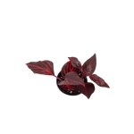 Iresine herbstii 'Blood Leaf' - S