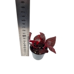Iresine herbstii 'Blood Leaf' - S