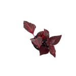 Iresine herbstii 'Blood Leaf' - S