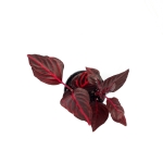 Iresine herbstii 'Blood Leaf' - S