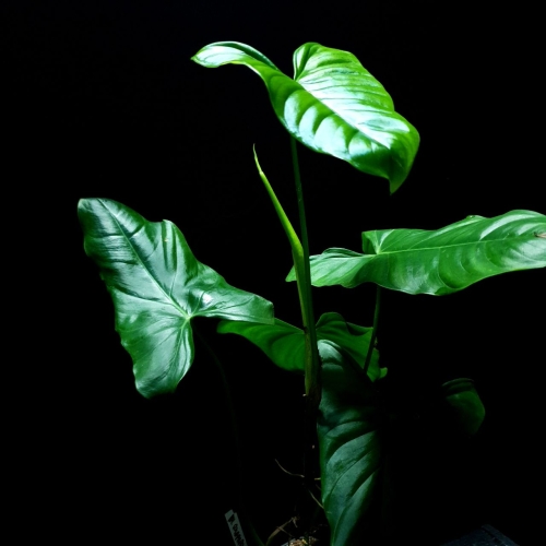 Philodendron oxapapense