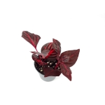Iresine herbstii 'Blood Leaf' - S