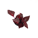 Iresine herbstii 'Blood Leaf' - S