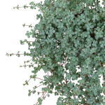 Pilea glauca - poglądowe zdjęcie odmiany