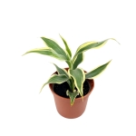 Dracena sanderiana 'White' - S