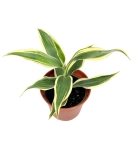 Dracena sanderiana 'White' - S