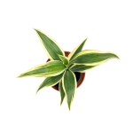 Dracena sanderiana 'White' - S