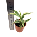 Dracena sanderiana 'White' - S