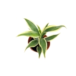 Dracena sanderiana 'White' - S