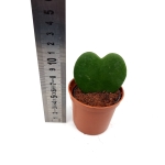 Hoya Kerri - S